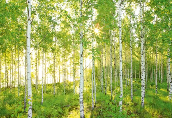 Komar Fotomur 519 – Fantastisk udsigt til dit hjem