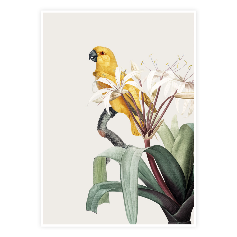 Botanisk Plakat med Den Gyldne Papegøje - Design til Dit Hjem