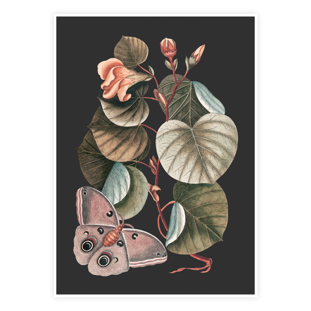 Sommerfuglens Dans Plakat - Botanisk Kunst til Dit Hjem